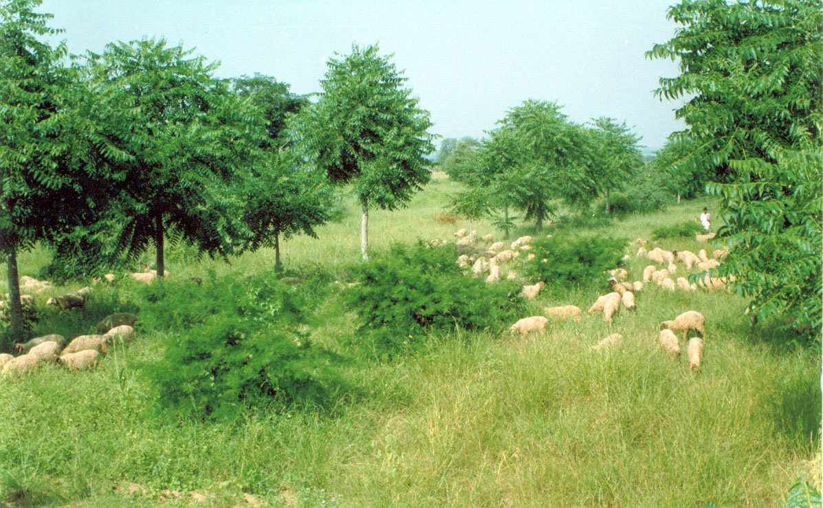 Sheep grazing in three-tier silvi-pasture system